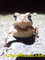 /home//u458753944/public_html/sourcegallery//Roxborough Toad Detour/2022/2022-03-19/P3190899.JPG